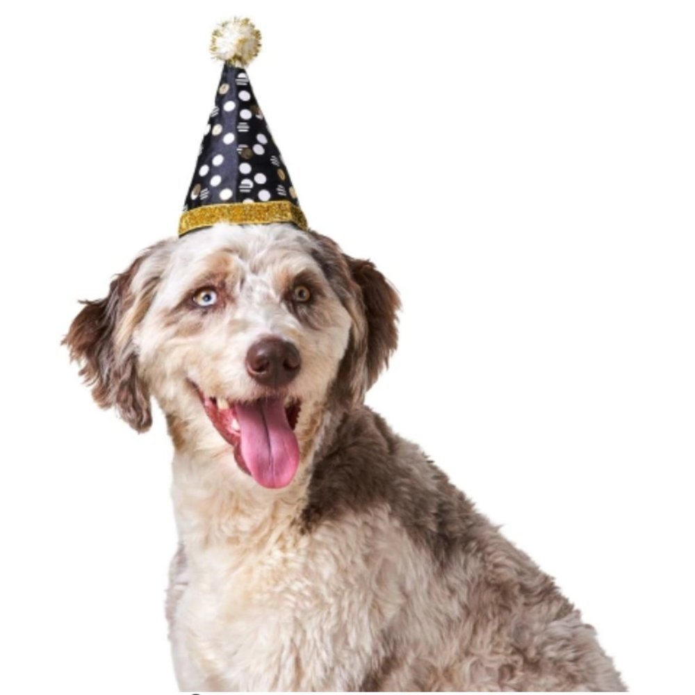 Bailey & Bella New Year's Sparkle Dot Pet Party Hat Black Gold xs/small nwt
